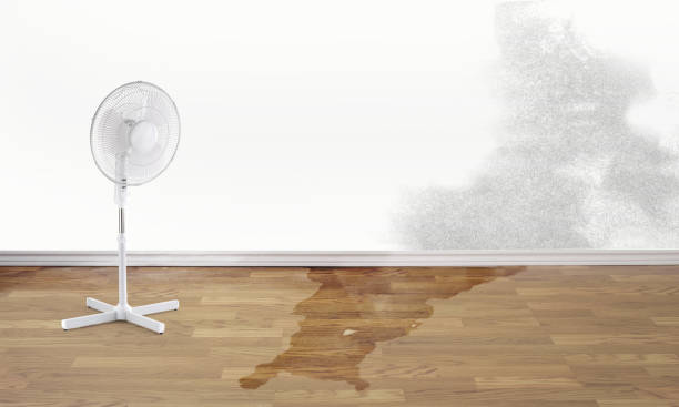 Best Water damage restoration near me  in Lawtey, FL